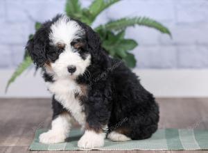 Mini bernedoodle near Chicago Illinois 