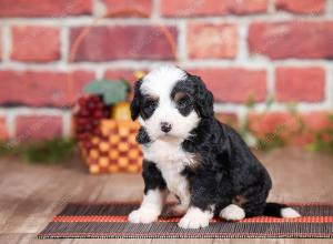 Mini bernedoodle near Chicago Illinois 