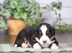 tri-colored mini bernedoodle near Chicago Illinois