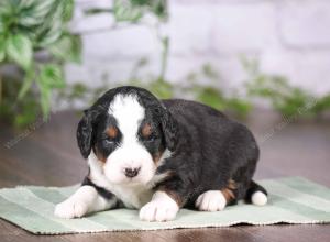 tri-colored mini bernedoodle near Chicago Illinois