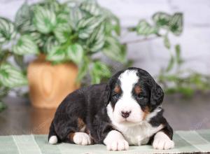 tri-colored mini bernedoodle near Chicago Illinois