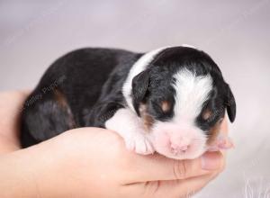  tri-colored mini bernedoodle near Chicago Illinois