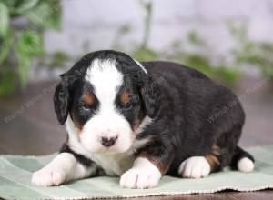 tri-colored mini bernedoodle near Chicago Illinois