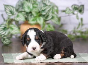 tri-colored mini bernedoodle near Chicago Illinois