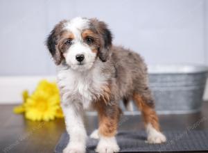 F1 mini bernedoodle near Chicago Illinois