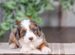 F1 mini bernedoodle near Chicago Illinois