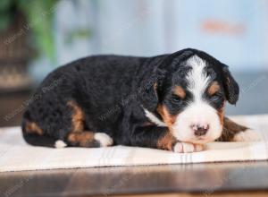 Mini bernedoodle near Chicago Illinois 