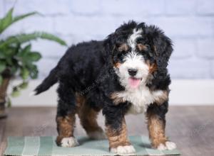 Mini bernedoodle near Chicago Illinois 