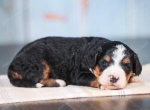 Mini bernedoodle near Chicago Illinois 