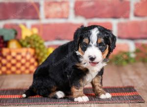 Mini bernedoodle near Chicago Illinois 