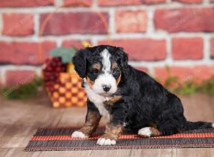 Mini bernedoodle near Chicago Illinois 