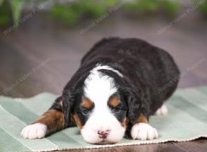 tri-colored mini bernedoodle near Chicago Illinois