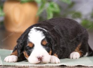 tri-colored mini bernedoodle near Chicago Illinois