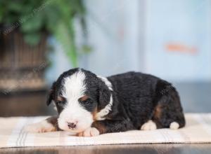 Mini bernedoodle near Chicago Illinois 