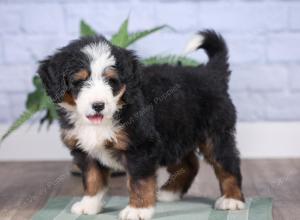 Mini bernedoodle near Chicago Illinois 