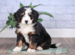 Mini bernedoodle near Chicago Illinois 