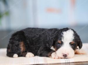 Mini bernedoodle near Chicago Illinois 