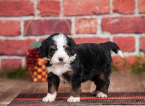 Mini bernedoodle near Chicago Illinois 