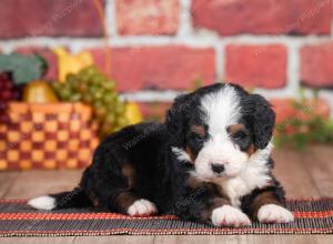 Mini bernedoodle near Chicago Illinois 