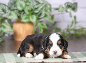 tri-colored mini bernedoodle near Chicago Illinois