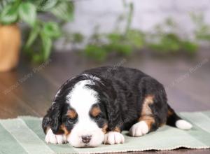 tri-colored mini bernedoodle near Chicago Illinois