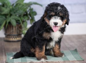 Mini bernedoodle near Chicago Illinois 