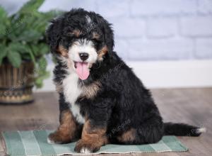 Mini bernedoodle near Chicago Illinois 