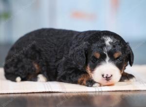 Mini bernedoodle near Chicago Illinois 