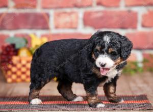 Mini bernedoodle near Chicago Illinois 