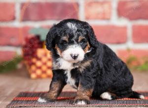 Mini bernedoodle near Chicago Illinois 