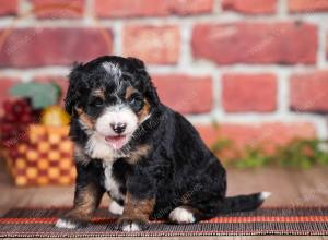 Mini bernedoodle near Chicago Illinois 