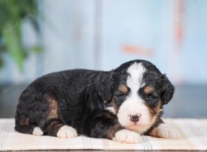 Mini bernedoodle near Chicago Illinois 