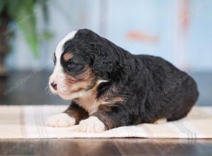 Mini bernedoodle near Chicago Illinois 