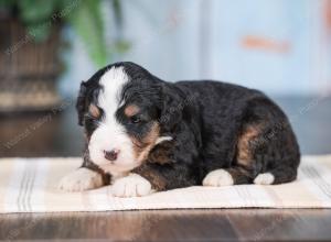 Mini bernedoodle near Chicago Illinois 