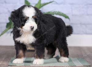 Mini bernedoodle near Chicago Illinois 