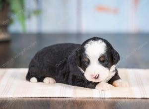 Mini bernedoodle near Chicago Illinois 