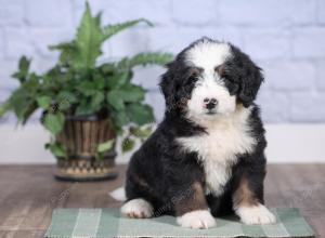 Mini bernedoodle near Chicago Illinois 