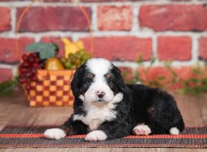 Mini bernedoodle near Chicago Illinois 