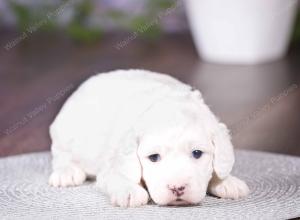 tri-colored mini bernedoodle near Chicago 