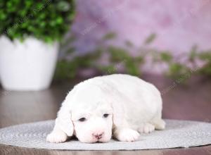 tri-colored mini bernedoodle near Chicago 