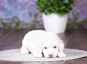 tri-colored mini bernedoodle near Chicago 