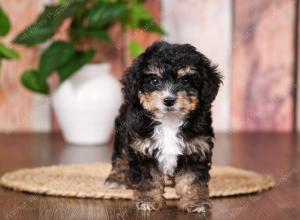 tri-colored mini bernedoodle near Chicago 