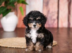 tri-colored mini bernedoodle near Chicago 