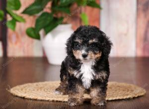 tri-colored mini bernedoodle near Chicago 
