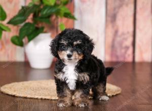 tri-colored mini bernedoodle near Chicago 