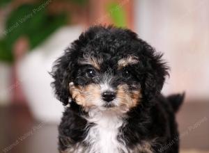 tri-colored mini bernedoodle near Chicago 