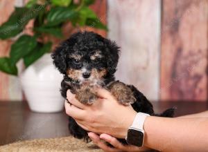 tri-colored mini bernedoodle near Chicago 