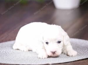 tri-colored mini bernedoodle near Chicago 