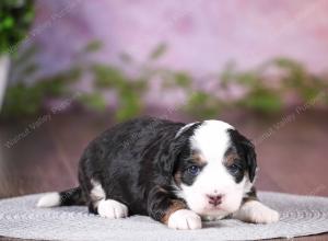 tri-colored mini bernedoodle near Chicago 