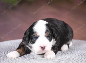 tri-colored mini bernedoodle near Chicago 